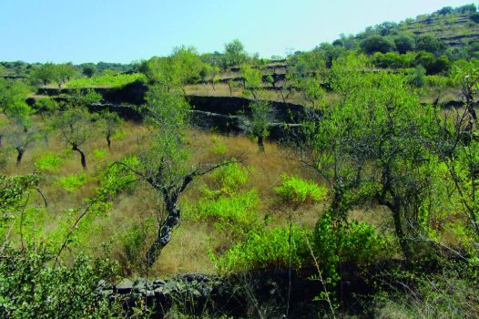 Finca de almendros