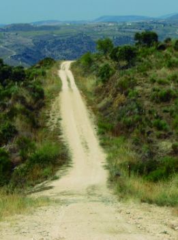 Pista por donde discurre el camino entre escobonales