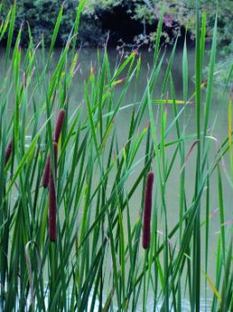 Detalle de enea o espadaña (Typha sp.)
