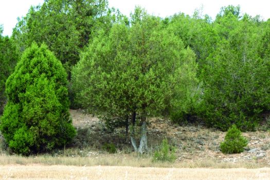 Ejemplares de sabina albar a lo largo del Camino