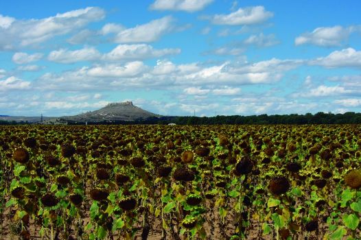 Campo de girasoles con fortaleza de Gormaz al fondo