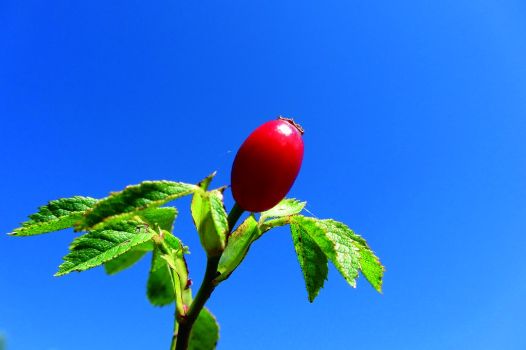 Detalle de fruto del rosal silvestre o escaramujo
