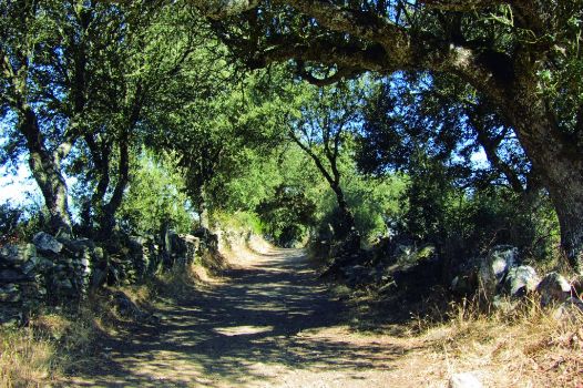 Camino sombreado por encinas