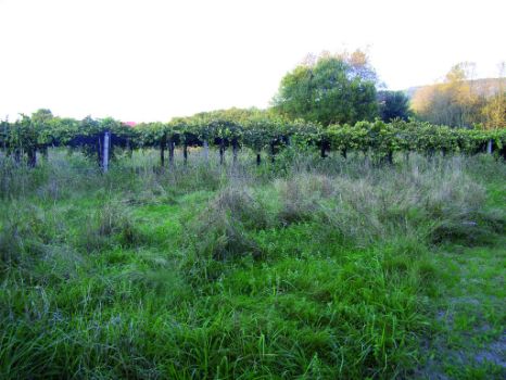 Viñedo junto al camino