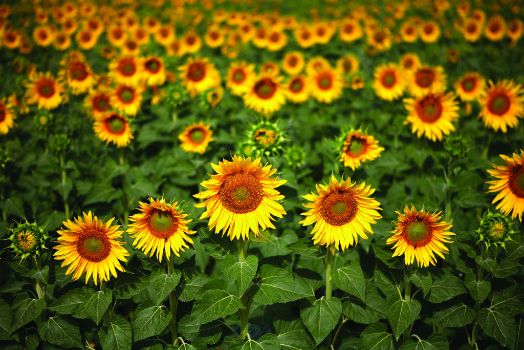 Cultivo de girasol en las proximidades de Castrofuerte
