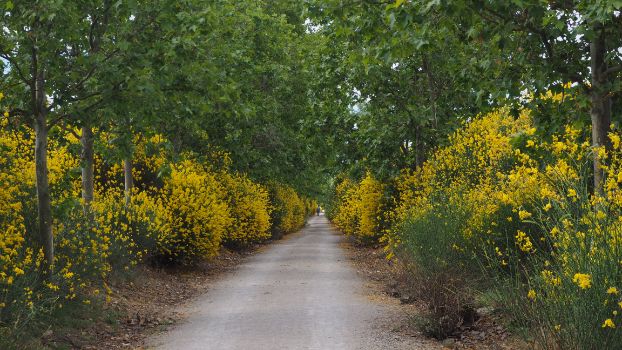 Lush stretch of road with broom in bloom