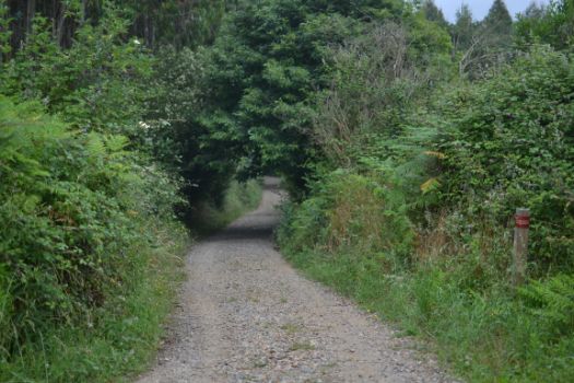 El camino se interna en un bosque mixto de frondosas