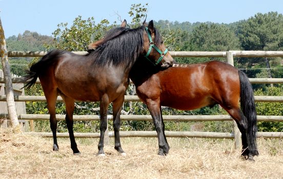 Caballo Pura Raza Gallega