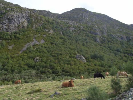 Cattle grazing