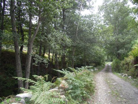 Path and river
