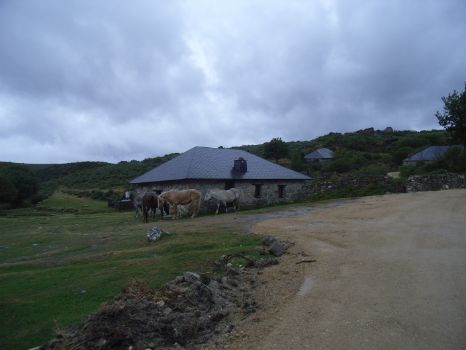 Horses at Campo de Agua
