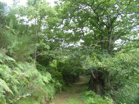 A path amongst big chestnut trees