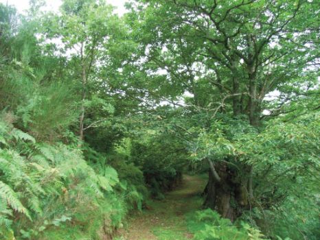 Camino entre grandes castaños