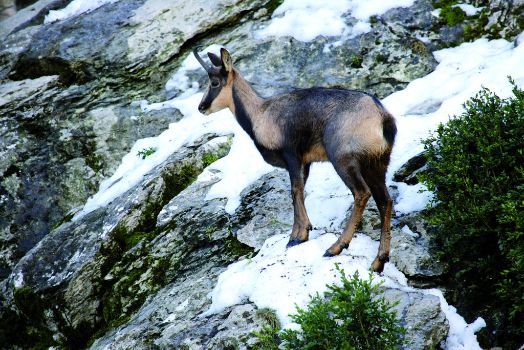 Rebeco (Rupicapra rupicapra)