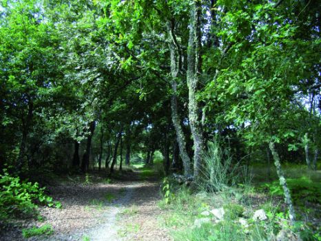 Camino hacia Melón Alto