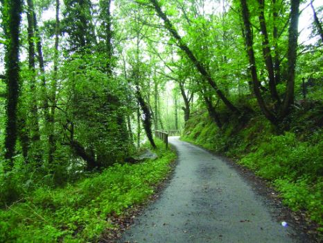 Sendero junto al bosque de ribera