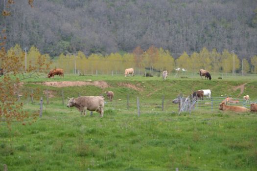 Ganado pastando en los márgenes del río Pisuerga