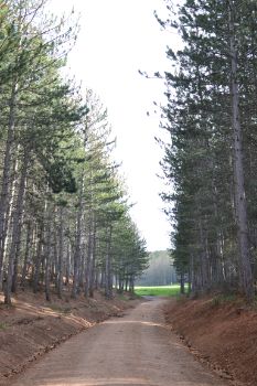 El camino se interna en un pinar de camino a Santibáñez de Ecla