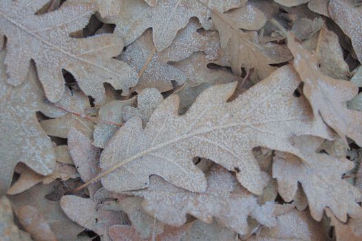Hojas de rebollo (Quercus pyrenaica)