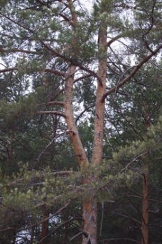 Corteza de pino silvestre (Pinus sylvestris)