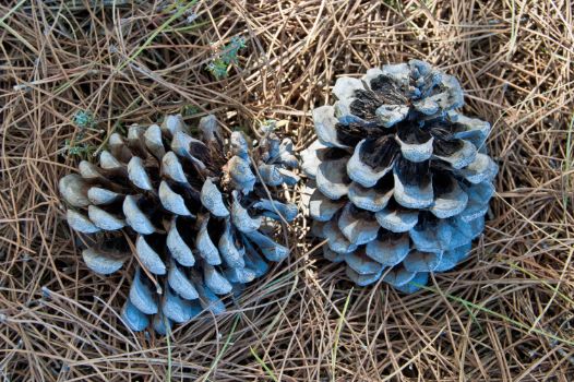 Detalle de piñas de pino piñonero (Pinus pinea)