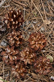 Detalle de piñas de pino Silvestre (Pinus sylvestris)