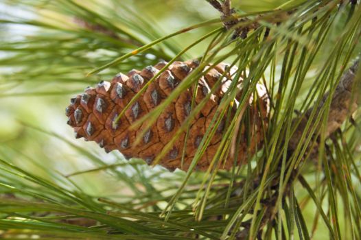 Close-up of Aleppo pine cones (Pinus halepensis)