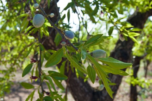 Detail of the almond blossom (Prunus dulcis)