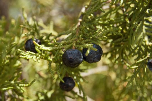 Detalle de las hojas y el fruto de la sabina (Juniperus thurifera)