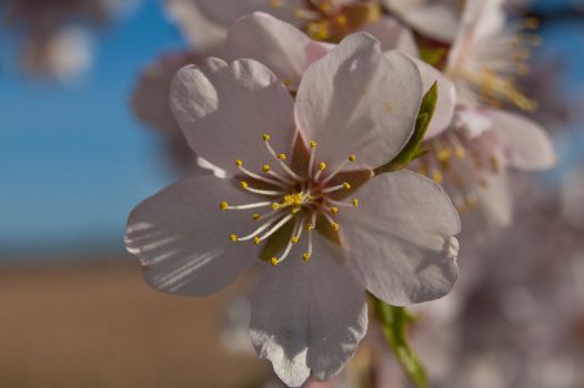 Detalle de la flor del almendro (Prunus dulcis)