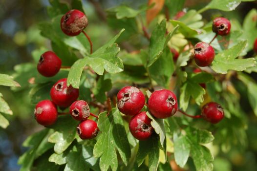 Frutos de majuelo (Crataegus monogyna)