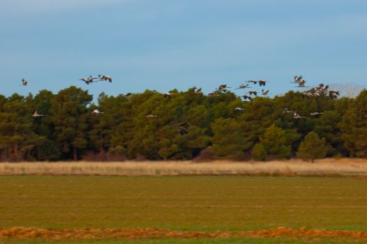 Bandada de grullas (Grus grus) en la laguna de la Herrada