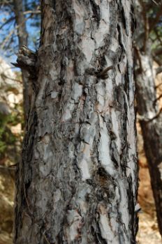 Corteza plateada de pino laricio (Pinus nigra)