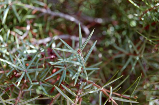Detail of the leaves of the black juniper (Juniperus oxycedrus)