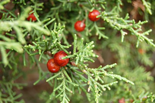 Detail of Phoenicean juniper (Juniperus phoenicea)