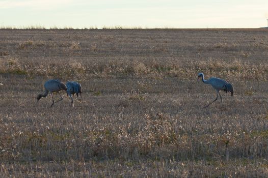 Grullas comunes (Grus grus) en el entorno de Gallocanta