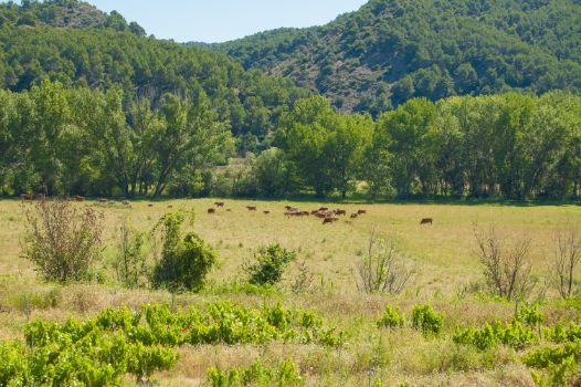 Ganado vacuno en la vega del río Jiloca