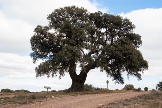 Carrasca de los Tocones