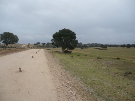 Típico paisaje sayagués de dehesas y pastizales