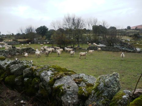 Rebaño pastando en un cortino en Almeida de Sayago