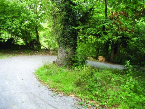 Sendero entre castaños