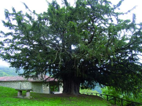 Tejo de Bermiego (Taxus baccata)