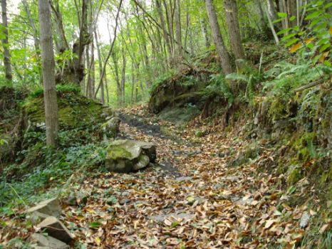 Descendiendo entre castaños