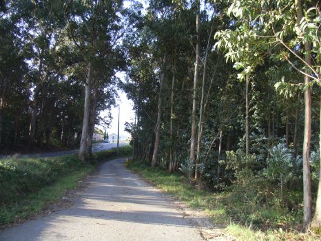 A path through eucalyptus trees