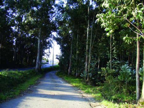 Camino entre eucaliptos