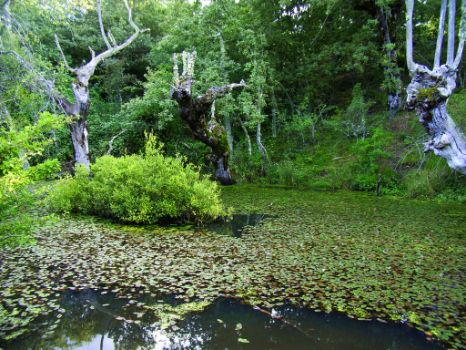 Pequeña laguna con nenúfares