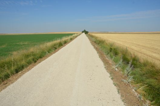 El camino entre cultivos cerealistas de Tierra de Campos
