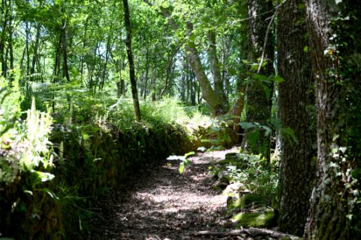 El Camino entre robles y muros de piedra