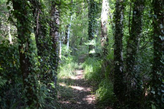 Aspecto del Camino entre Fradalvite y Santa Comba