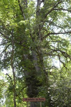 Carballeda da Rocha, roble centenario y Monumento Natural